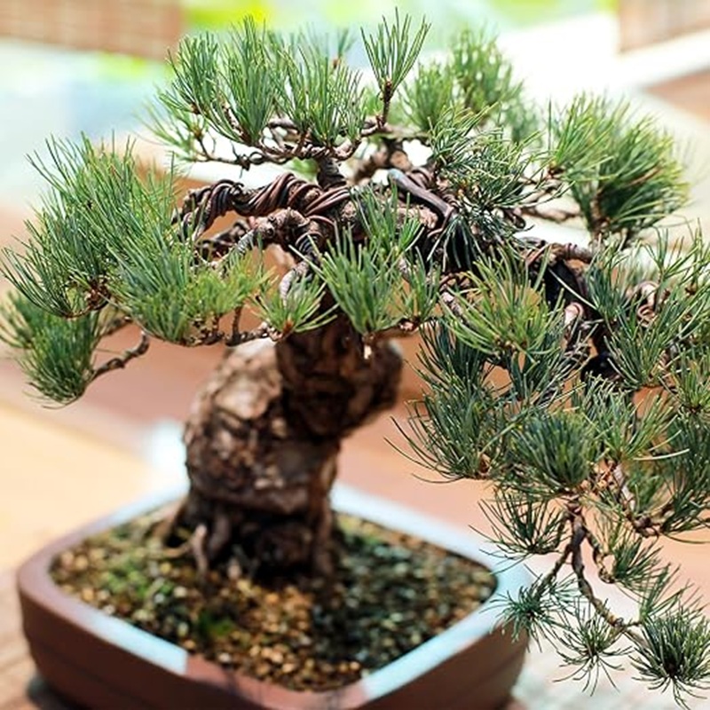 Bonsai Tree Shaping Aluminum W - огляд і ціна Bonsai Garden Design