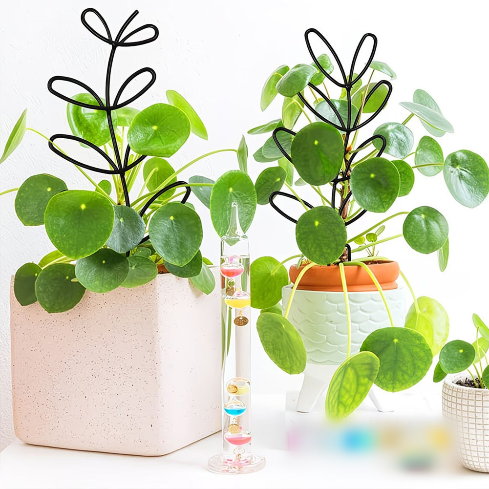 For Indoor Decoration Hexagona - огляд і ціна Bonsai Garden Design