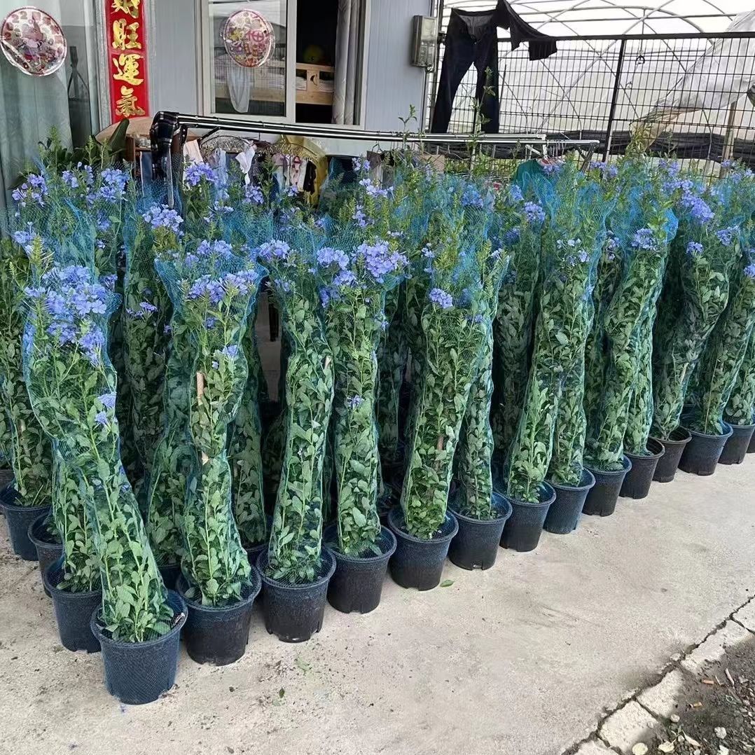 10m 30m 50m Flower pot protect - огляд і ціна Bonsai Garden Pot