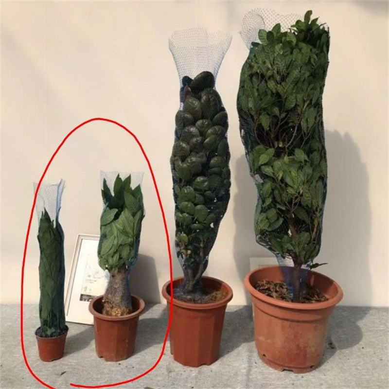 10m 30m 50m Flower pot protect - огляд і ціна Bonsai Garden Pot